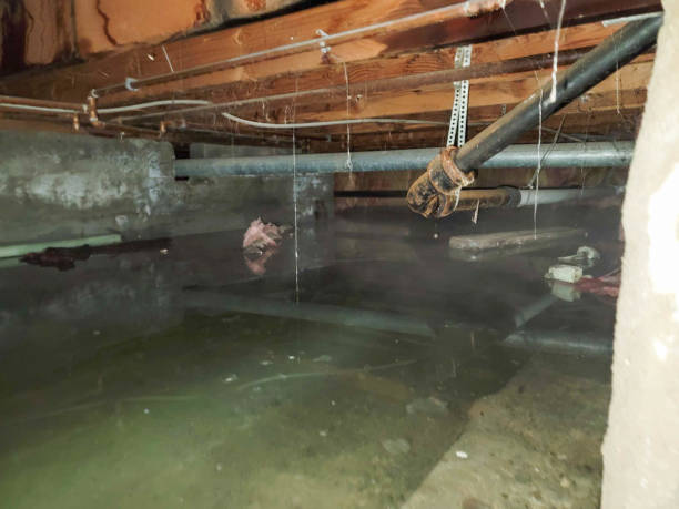 Best Mold removal after water damage  in Golden Gate, FL
